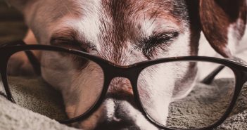 brown and white dachshund wearing black-framed eyeglasses