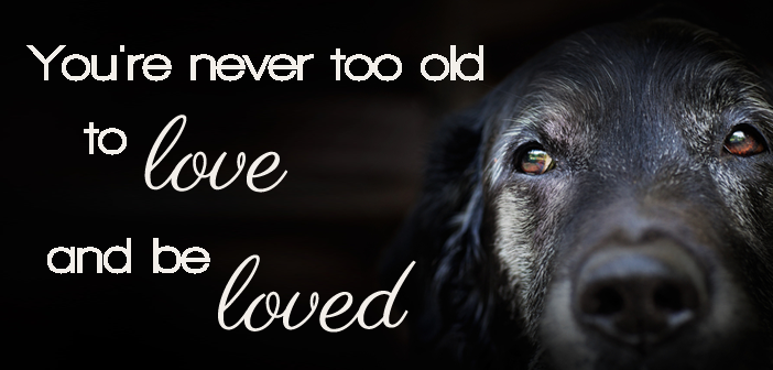 old dog you're never too old to love or be loved