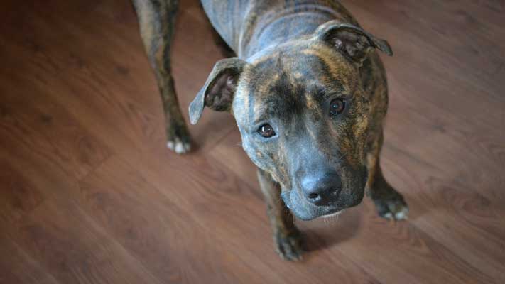 sensitive staffordshire bull terrier dog