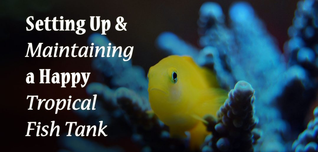 setting up and maintaining a happy tropical fish tank