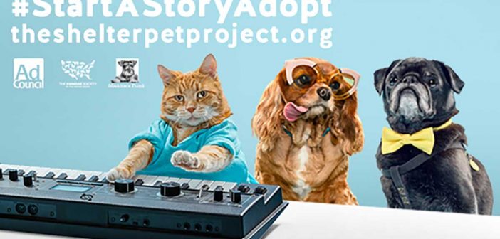 shelter pet project