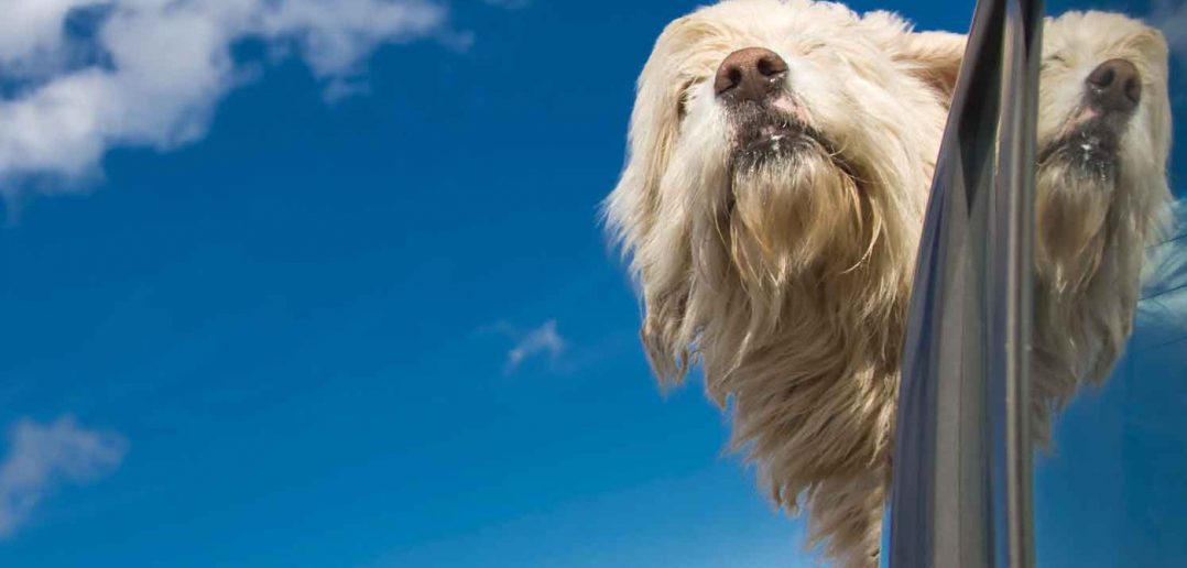 dog with his head in the wind out of a car window