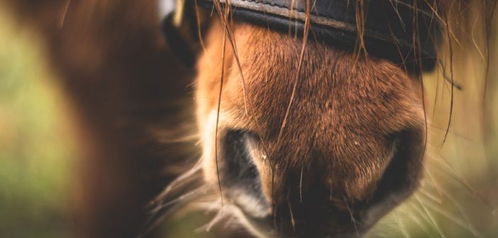 shetland pony muzzle closeup