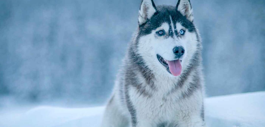 siberian husky running in the snow