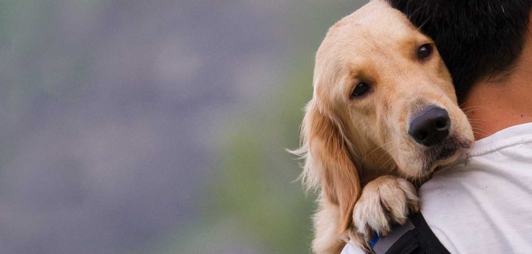 sick golden retriever dog being carried by his owner