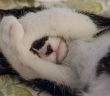 cat hiding face with paws