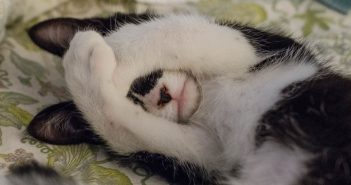 cat hiding face with paws