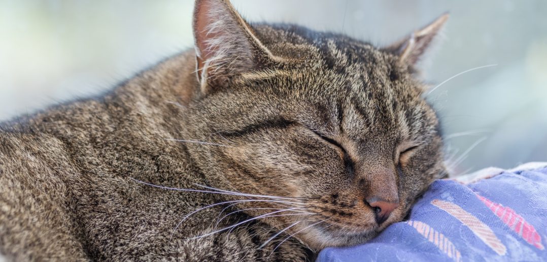 senior tabby cat resting on a soft blanket