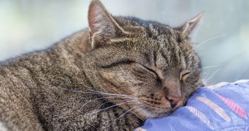 senior tabby cat resting on a soft blanket