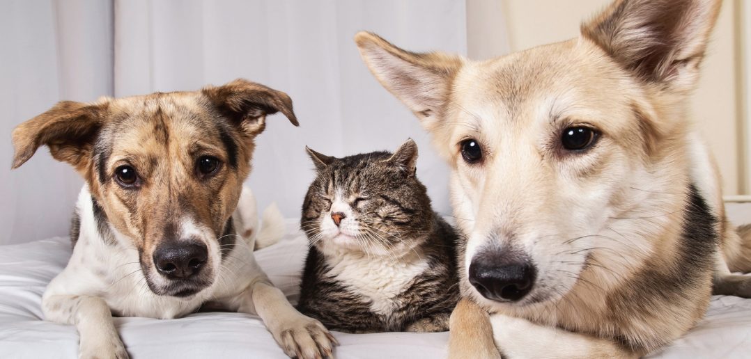 Older dogs and cat resting together