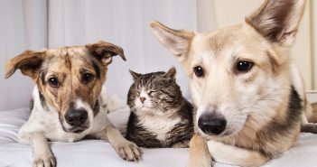 Older dogs and cat resting together