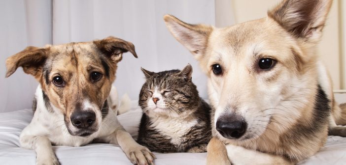 Older dogs and cat resting together