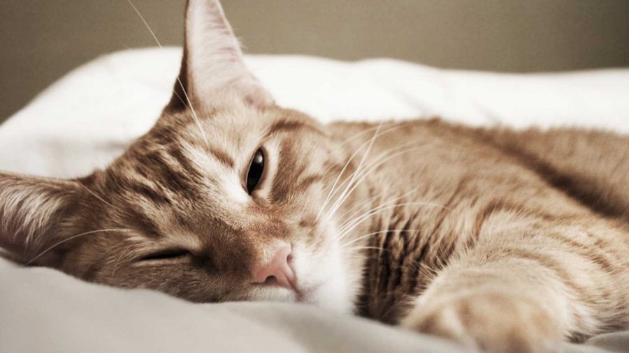 sleepy cat laying in her owners bed