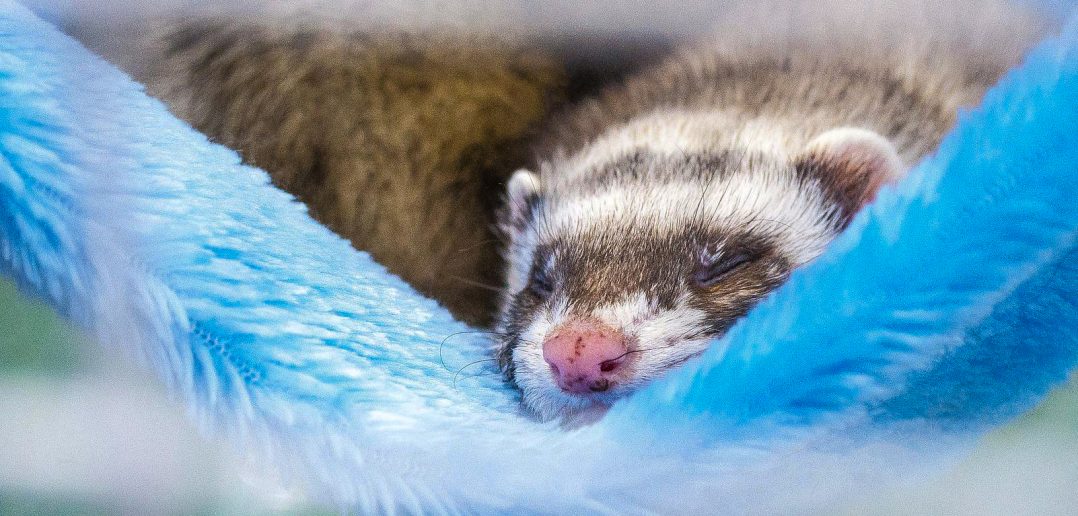 pet ferret sleeping in a blue hammock