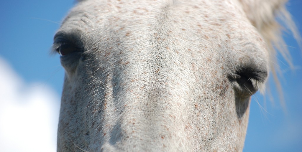 close up of sleepy horse eyes