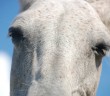 close up of sleepy horse eyes