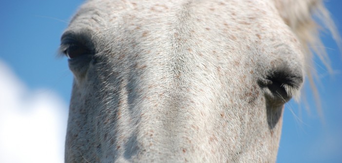 close up of sleepy horse eyes