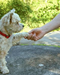 small dog shaking hands with his trainer