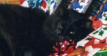 black cat named smokey laying in a pile of christmas presents