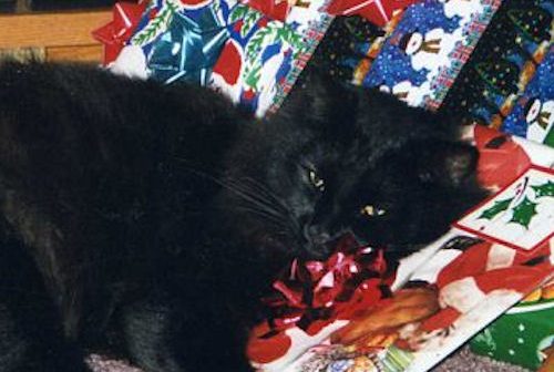 black cat named smokey laying in a pile of christmas presents