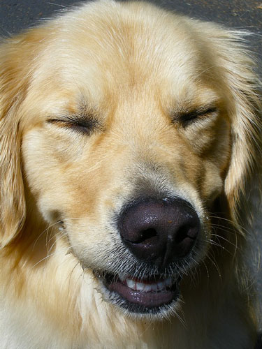 sneezing dog
