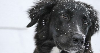 snowy dog