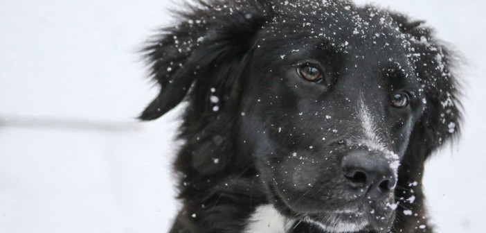 snowy dog