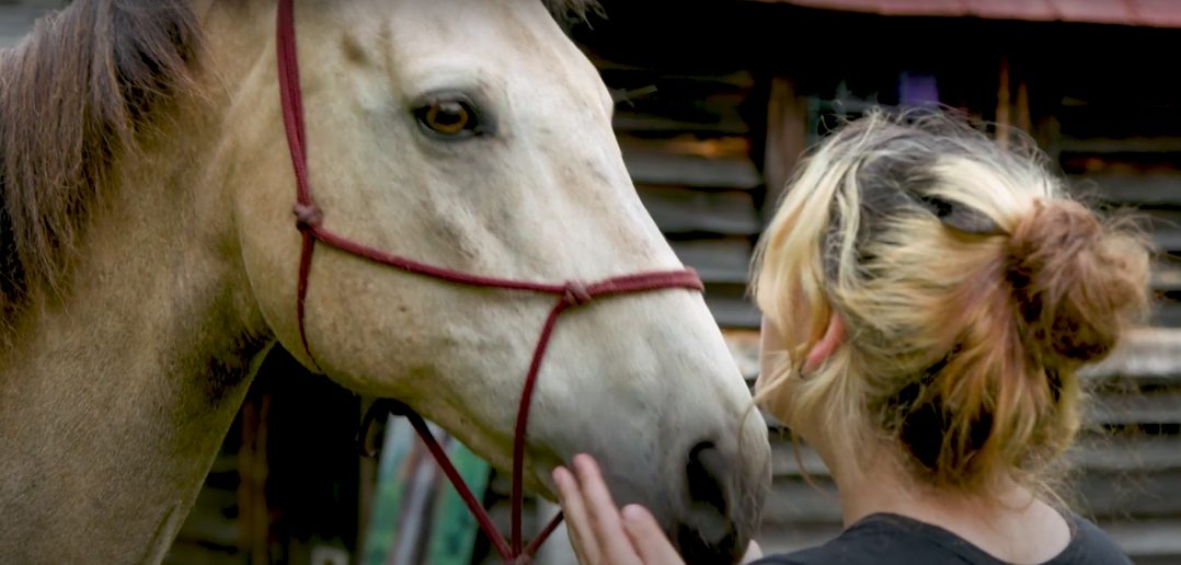 young woman touching a horse's face