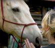 young woman touching a horse's face