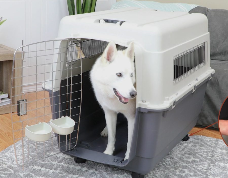 White Husky dog standing inside an open hard-sided cargo kennel with food and water dishes attached to the door