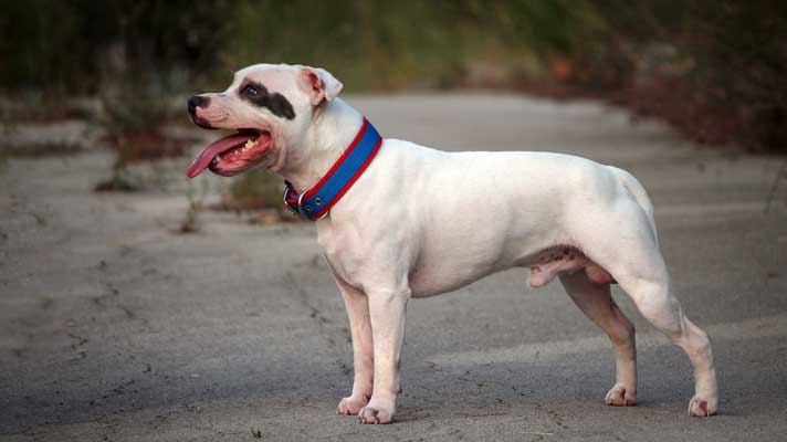 white Staffordshire Bull Terrier (male)