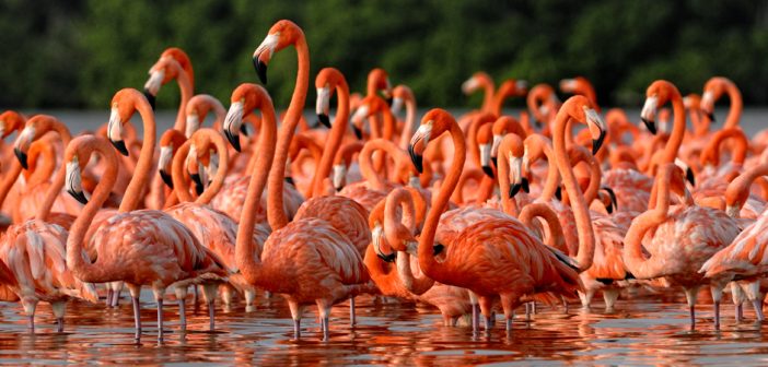 a group of flamingos standing in water
