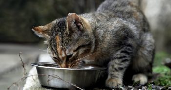 stray cat eating out of a stainless steel bowl