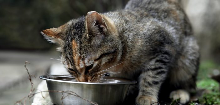 stray cat eating out of a stainless steel bowl