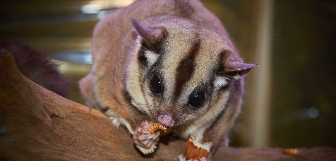 a cute sugar glider nibbling on snacks
