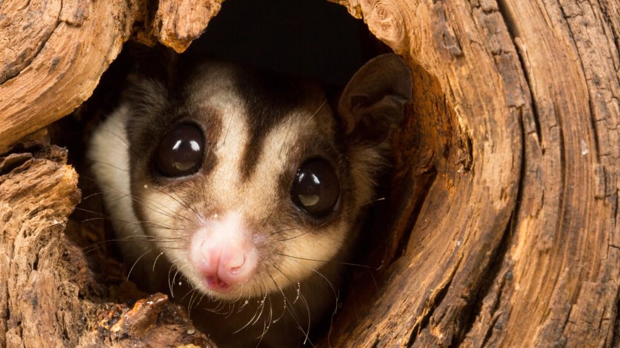 A sugar glider peeks out from a hollow in a tree, its large, glossy black eyes and tiny pink nose creating an adorable and curious expression.