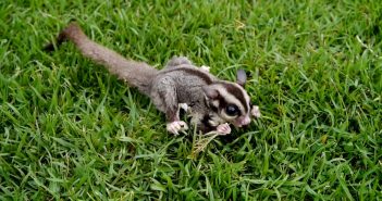 A small sugar glider nibbling on a sprig of grass while crouched on a green lawn, showcasing its natural foraging behavior.