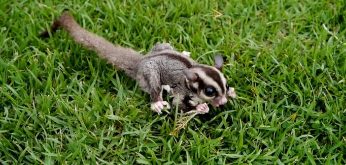 A small sugar glider nibbling on a sprig of grass while crouched on a green lawn, showcasing its natural foraging behavior.