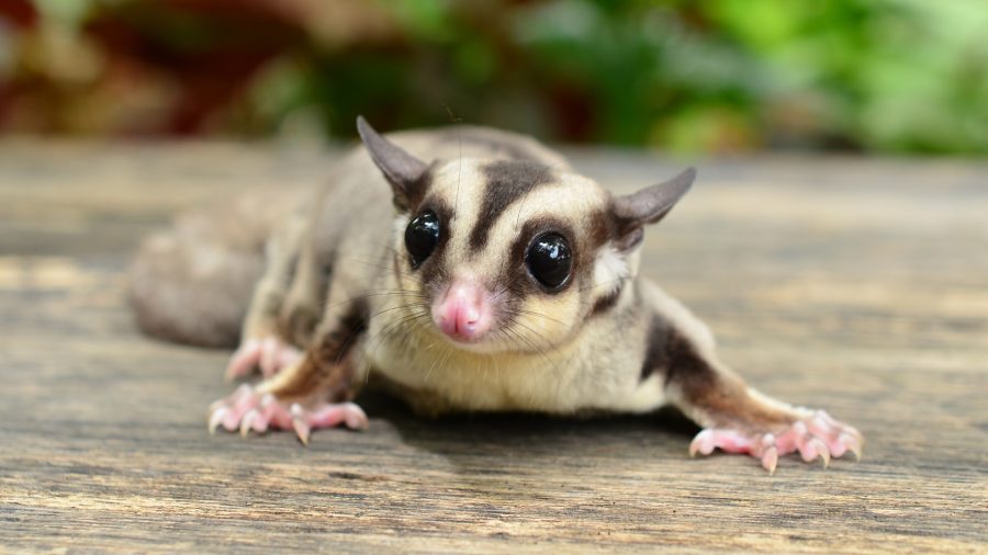 A sugar glider with large, round black eyes and soft gray fur lies on a wooden surface, its tiny pink nose and outstretched limbs adding to its cute and curious expression.