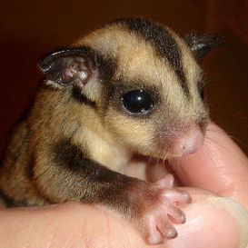 A tiny baby sugar glider with large black eyes and soft brown fur, gently grasping a person's finger, highlighting its small size and cuteness.