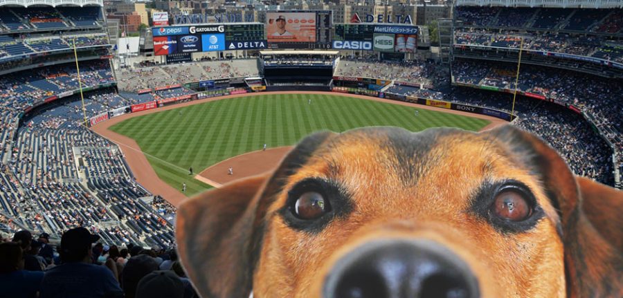 surprise stadium behind dog