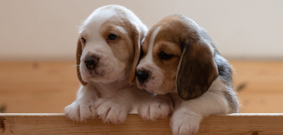two sweet puppies looking out of a wooden crate