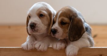 two sweet puppies looking out of a wooden crate