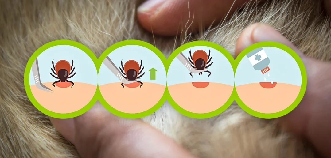 Step-by-step illustration showing how to safely remove a tick from skin using tweezers and proper aftercare.
