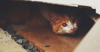 Timid cat hiding in a small enclosed space.