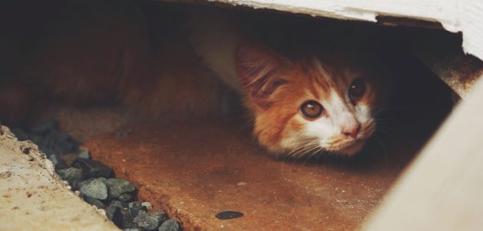 Timid cat hiding in a small enclosed space.