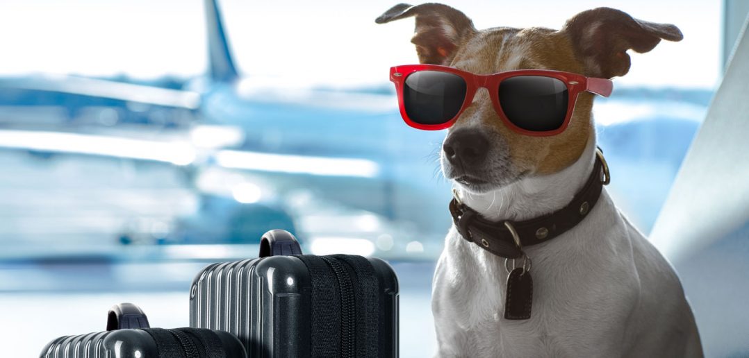 dog wearing sunglasses sitting next to suitcases in an airport