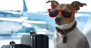 dog wearing sunglasses sitting next to suitcases in an airport