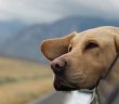 photo of a large dog's head hanging out of a car window