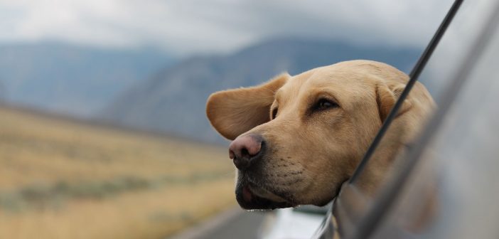 photo of a large dog's head hanging out of a car window